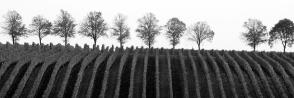Vosne-Romanée