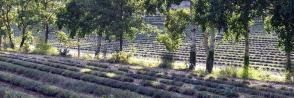 Clos des Fees