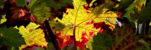 Domaine Dujac